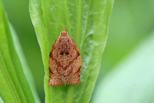 Adoxophyes orana
